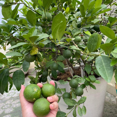 Cây Chanh Tứ Quý Chiết Cành – Cây Giống Khỏe, Dễ Trồng, Ra Trái Quanh Năm