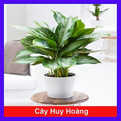 Cây Huy Hoàng - cây cảnh trong nhà + tặng phân bón cho cây mau lớn
