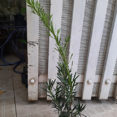 Combo 2 cây tùng La Hán, chiều cao 40-50cm