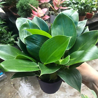 Cây trầu bà đế vương xanh