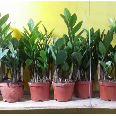 Cây kim tiền đặt bàn phong thuỷ hợp mệnh kim và mộc