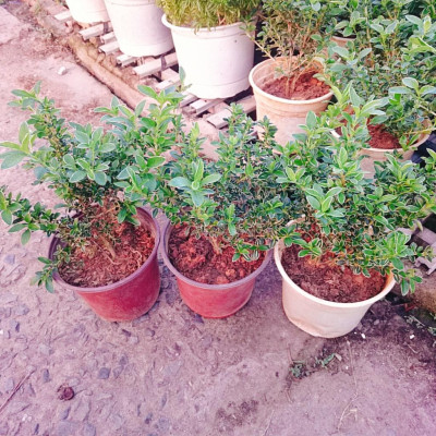 Cây cảnh bạch tuyết mai - cây bonsai hoa màu trắng - cây cảnh để bàn + tặng phân bón cho cây