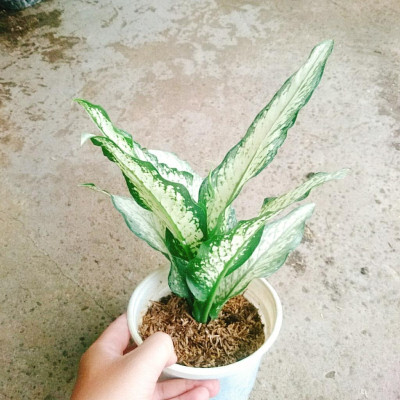 Cây Tài Lộc - cây cảnh để bàn + tặng phân bón cho cây mau lớn