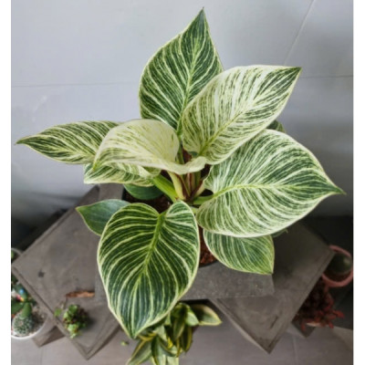 Cây trầu bà đế vương kim cương , trầu bà kim cương