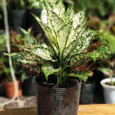 cây ngọc ngân giá rẻ