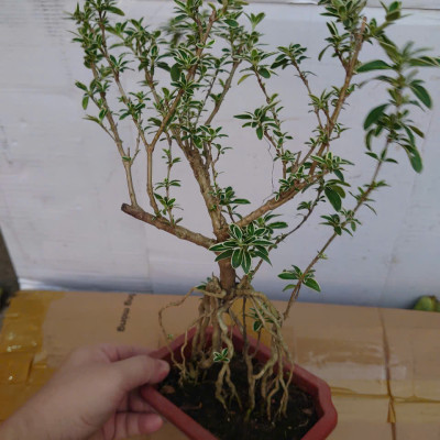 Bạch Tuyết Mai - Cây cảnh Bonsai để bàn + Tặng phân bón cho cây