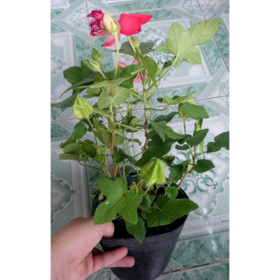 Cây nhân sâm bố chính - cây cảnh sân vườn