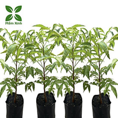 Cây sầu đâu (combo 4 cây) khỏe mạnh cao khoảng 40cm