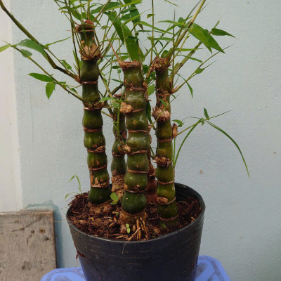 Cây Trúc Quan Âm - Trúc Phật Bà - Cây trúc đùi gà - cây tre đùi ếch