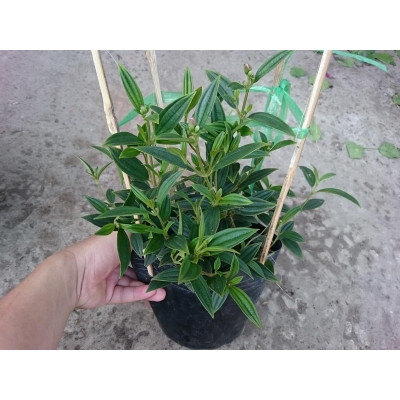 Cây Hoa Sim Tím - cây cảnh vườn + tặng phân bón cho cây