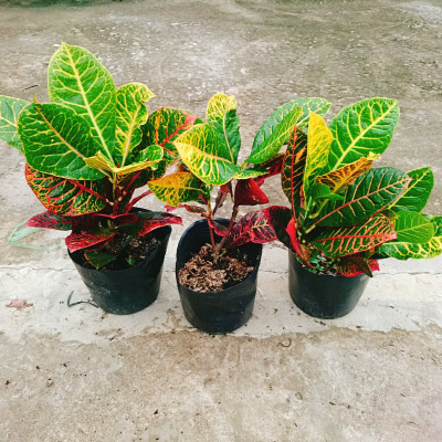 Cây Lá Màu Coton - cây cảnh để bàn + Tặng phân bón cho cây