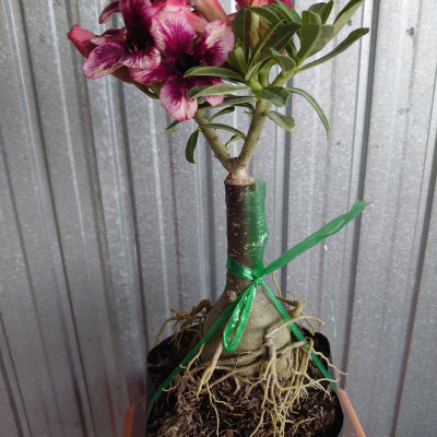 Cây Sứ Thái Kép Hoa Tím - cây cảnh để trong nhà + tặng phân bón cho cây