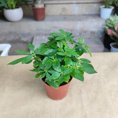 Cây ngũ gia bì để bàn