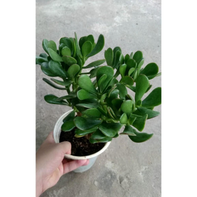 Cây Ngọc Bích (Xanh) - cây cảnh để bàn