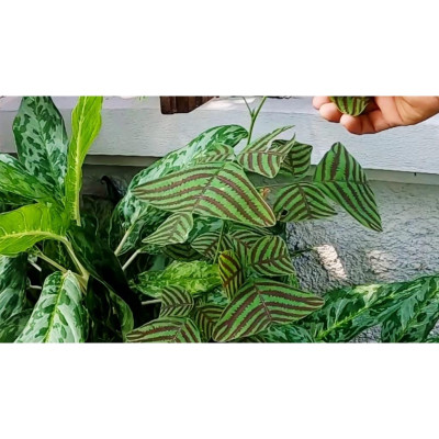 Cây Bướm Xuân - cây cảnh để bàn + tặng phân bón cho cây