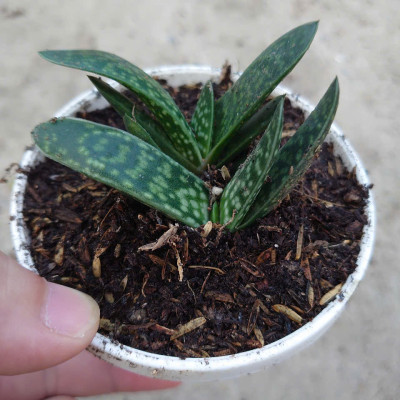 Cây Sen Mỏ Vịt - cây cảnh để bàn + tặng phân bón cho cây