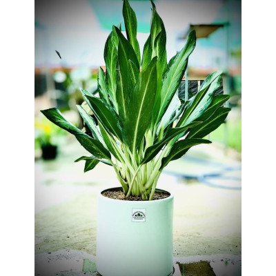 Cây Giữ Tiền - cây cảnh phong thủy trang trí + Tặng phân bón cho cây mau lớn