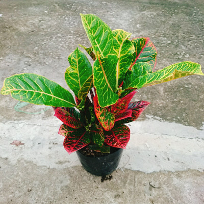 Cây Lá Màu Coton - cây cảnh để bàn + Tặng phân bón cho cây