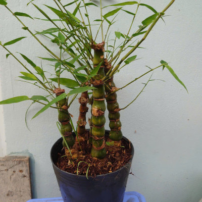 Cây Trúc Quan Âm - Trúc Phật Bà - Cây trúc đùi gà - cây tre đùi ếch