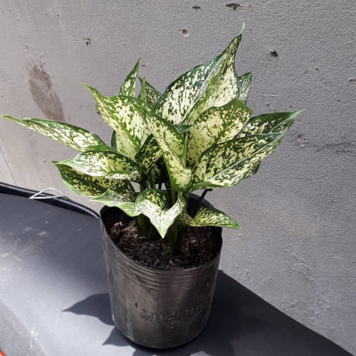 cây ngọc ngân giá rẻ