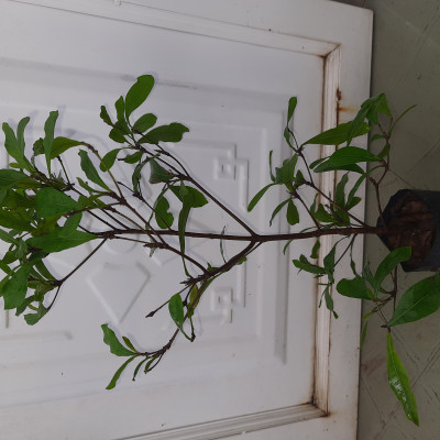 Cây thần kỳ chiều cao 30-40cm