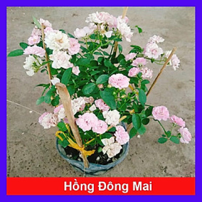 Cây Hồng Bạch Trà (giống mới) - Hồng Đông Mai