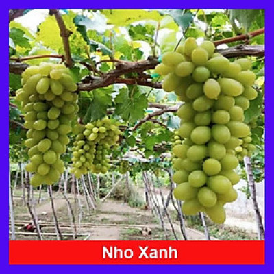 Cây nho xanh White Malaga - cây ăn quả + tặng phân bón cho cây