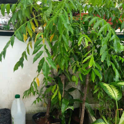 Cây cóc Thái, chiều cao khoảng 1m