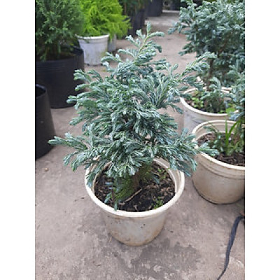 Cây tuyết tùng - cây tùng tuyết