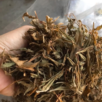 Trà lá đinh lăng khô (Lá đinh lăng nếp sấy khô 1kg) - Sản phẩm đinh lắng nếp hữu cơ tự nhiên