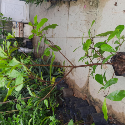 Cây thần kỳ chiều cao 30-40cm