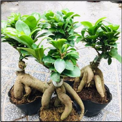Cây Bonsai Si Nhật - cây cảnh bonsai - cây cảnh để bàn