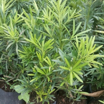 Combo 2 cây tùng La Hán, chiều cao 40-50cm