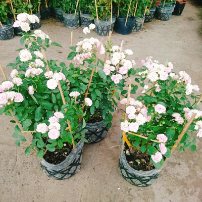 Cây Hồng Bạch Trà (giống mới) - Hồng Đông Mai