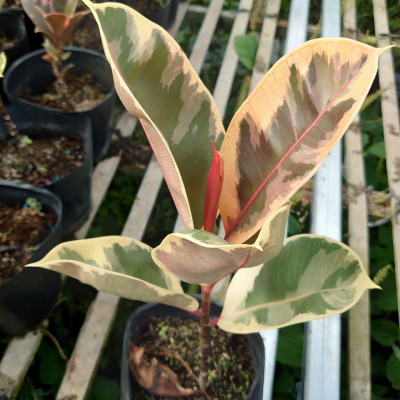 Cây đa búp cẩm thạch - cây cảnh để bàn + tặng phân bón cho cây