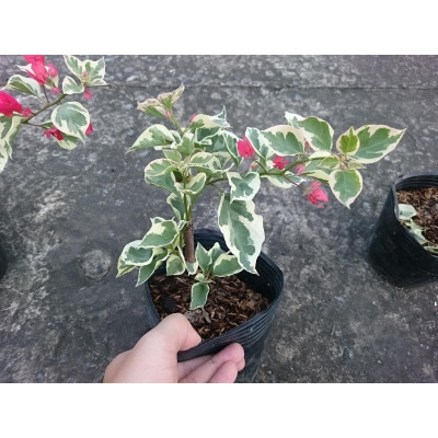 Cây hoa giấy cẩm thạch (màu đỏ) - cây cảnh để bàn + tặng phân bón cho cây