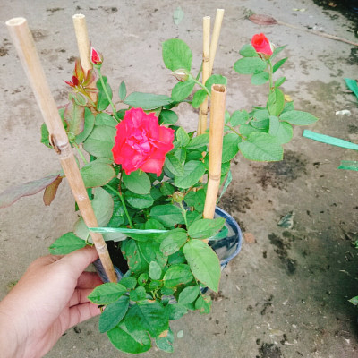 Cây Hoa Hồng Lửa - cây cảnh để bàn + tặng phân bón cho cây