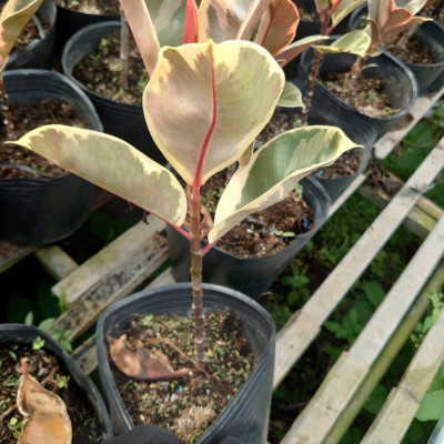 Cây đa búp cẩm thạch - cây cảnh để bàn + tặng phân bón cho cây