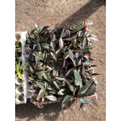 Cây Công Chúa Hồng - Philodendron pink princess - Cây nhỏ,thuần,khoẻ,var mạnh - cây cảnh để bàn + tặng phân bón cho cây
