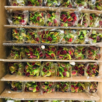 cây bẫy kẹp , cây kẹp mồi , cây bắt ruồi