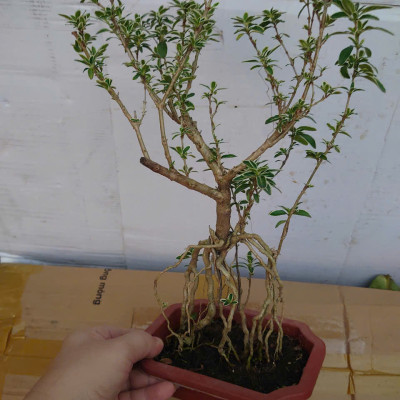 Bạch Tuyết Mai - Cây cảnh Bonsai để bàn + Tặng phân bón cho cây