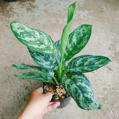 Cây Thanh Hậu - cây cảnh để bàn + tặng phân bón cho cây mau lớn