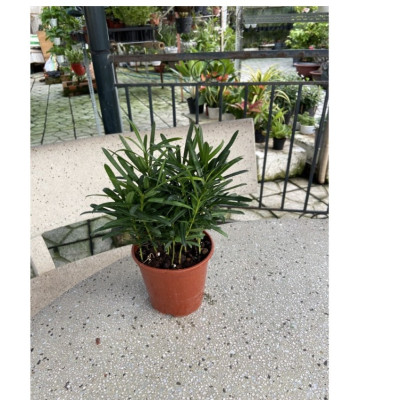 Cây tùng la hán để bàn phong thuỷ