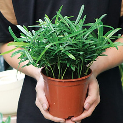 Cây tùng la hán để bàn phong thuỷ