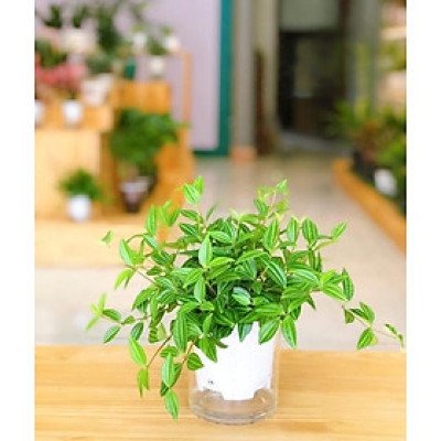 Cây bình an thủy sinh