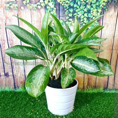 Cây Huy Hoàng - cây cảnh trong nhà + tặng phân bón cho cây mau lớn