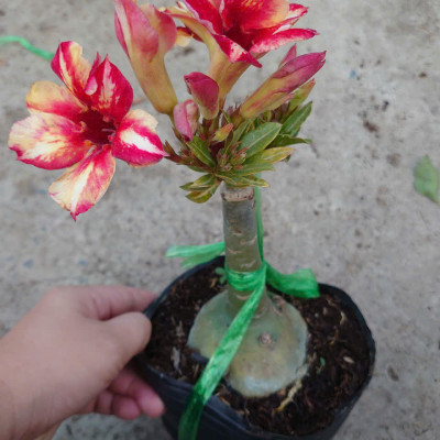 Cây Hoa Sứ Thái Ghép (giao màu ngẫu nhiên)