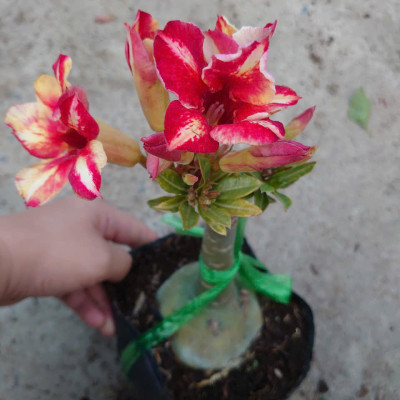 Cây Hoa Sứ Thái Ghép (giao màu ngẫu nhiên)