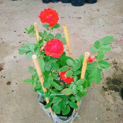 Cây Hoa Hồng Lửa - cây cảnh để bàn + tặng phân bón cho cây