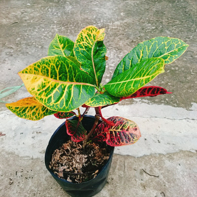 Cây Lá Màu Coton - cây cảnh để bàn + Tặng phân bón cho cây